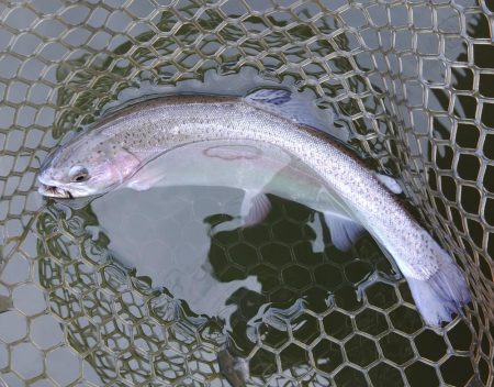 釣り初め！ 大安トラウトレイク